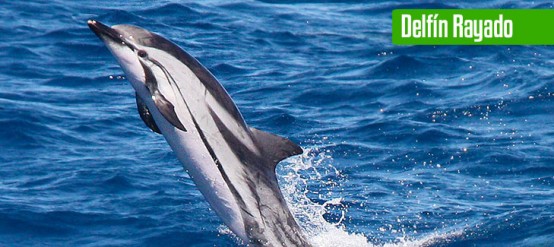 9 Tipos increíbles de delfines en México - Delfín Clymene