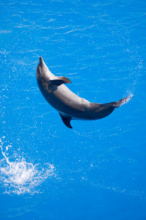 Descubre las características de nadar con delfines
