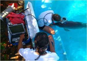 dolphinaris foundation research dolphins respiratory flow rates