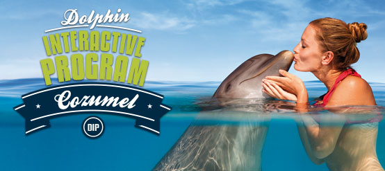 Programa interactivo con delfines Cozumel con todo incluido Programa interactivo con delfines Cozumel con todo incluido