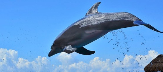 10 things you didn't know about dolphins