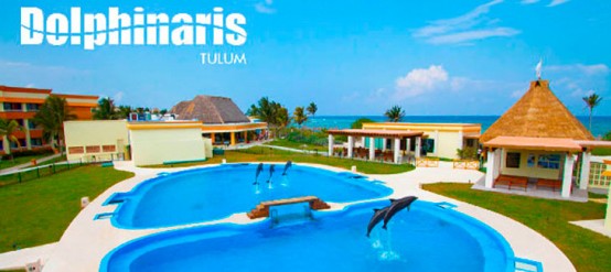 15 mejores lugares para nadar con delfines en el mundo