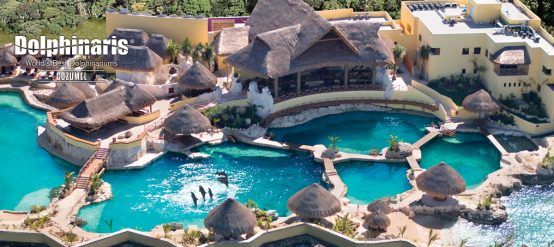 Visit the island of Cozumel in Mexico to swim with dolphins.