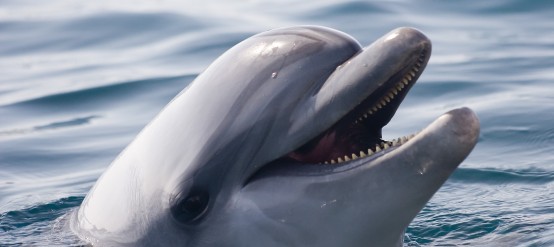 Enjoy a Dolphin Ride at Dolphinaris locations