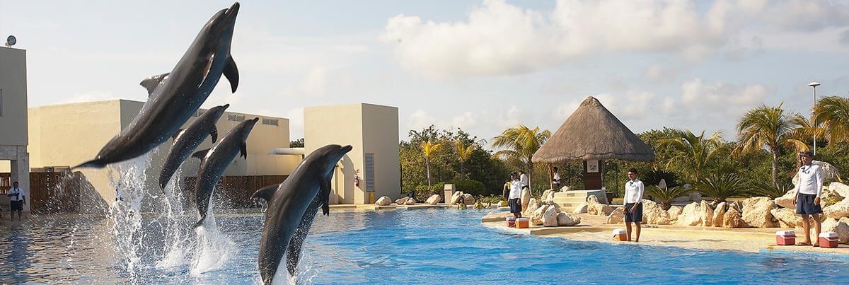 Swim with dolphins in Cancun | Dolphinaris