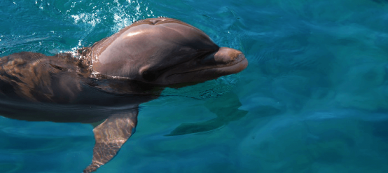 Do some swimming with dolphins in Mexico