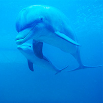 Delfines bajo el agua, reseñas TripAdvisor Delfines bajo el agua, reseñas TripAdvisor