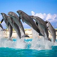 Delfines saltando, reseñas TripAdvisor Delfines saltando, reseñas TripAdvisor