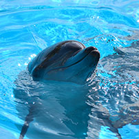 Delfín sonriendo, reseñas TripAdvisor Delfín sonriendo, reseñas TripAdvisor