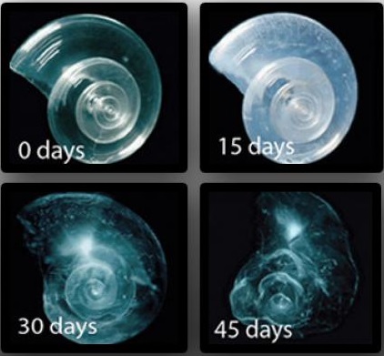 ocean acidification pteropods dissolving dolphinaris consequences days