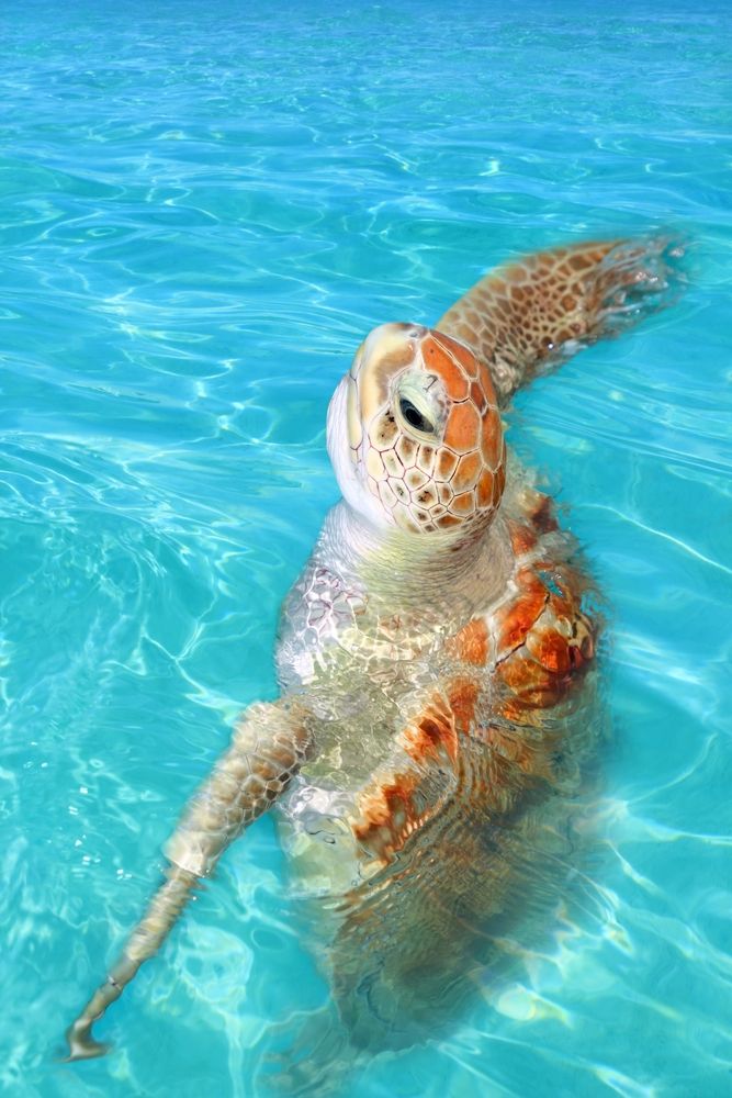 One of the turtles in Tulum.