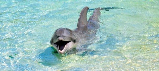 Types of dolphins and their characteristics.
