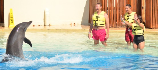 Two great Swimming with Dolphins Programs
