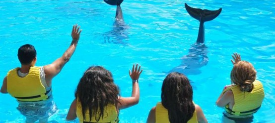 What Does Dolphinaris Have to Offer?