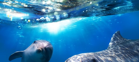 Swim with Dolphins in Tulum