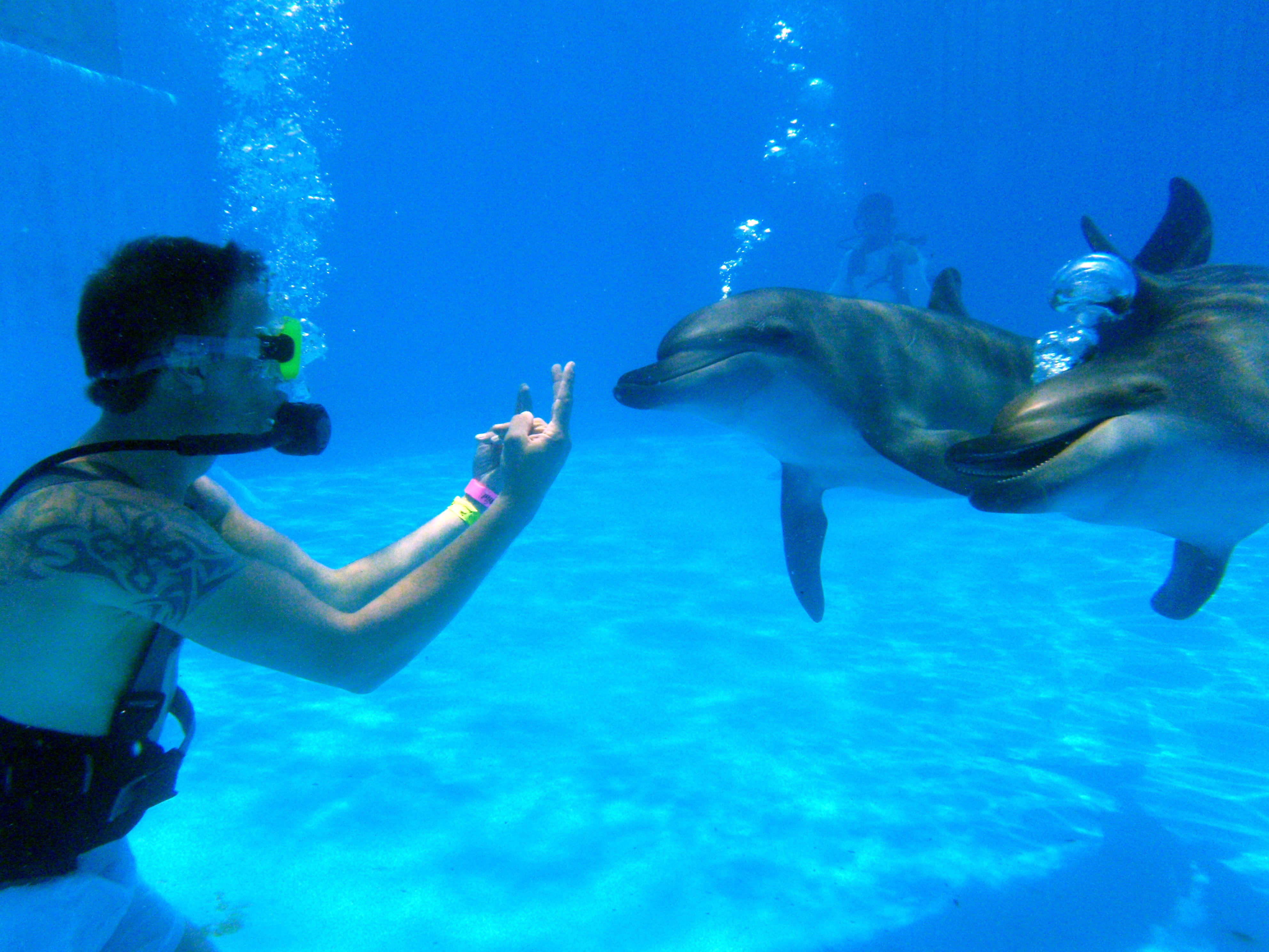 How Do I Become A Dolphin Trainer