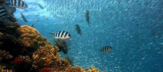 Playa Palancar beach is full of natural beauty