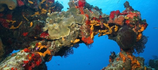 Coral Reef Forming an arch Cozumel Mexico, Quintana Roo.