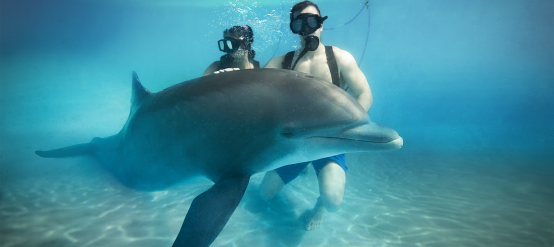 To watch dolphins underwater are a nice activity to enjoy