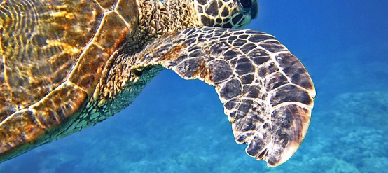 Sea turtle in Akumal, Mexican Caribbean.